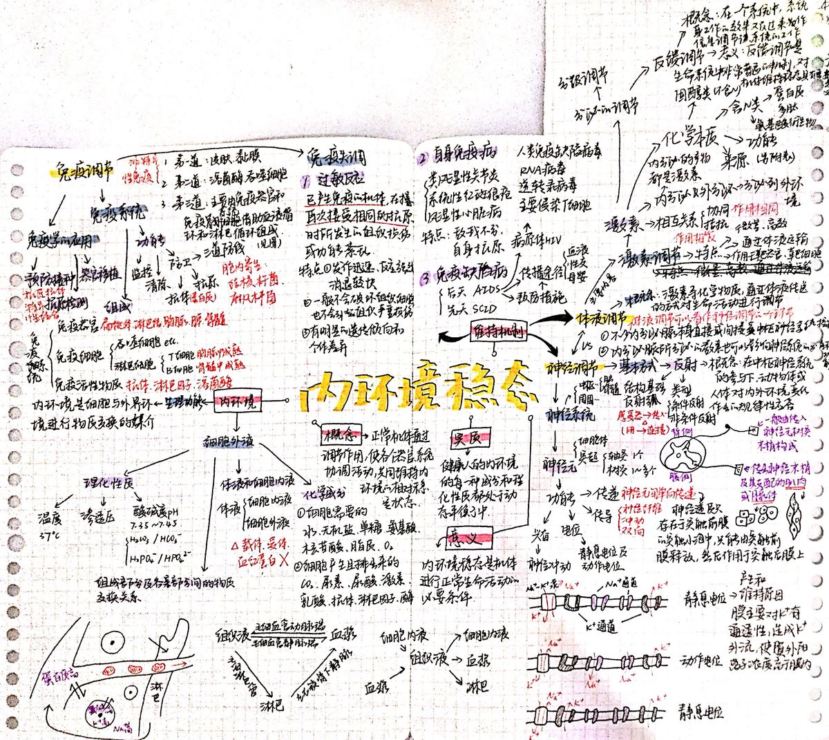 稳态