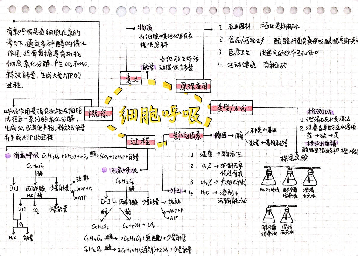 Cell Respiration