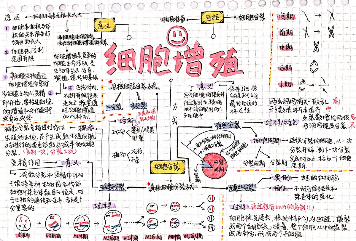 细胞增殖